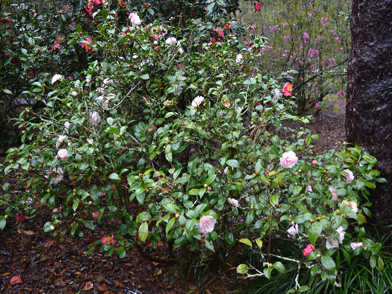Camellia japonica 'T.S Clower Jr.', form. Harry P. Leu Gardens, Orlando, Florida, United States of America. 