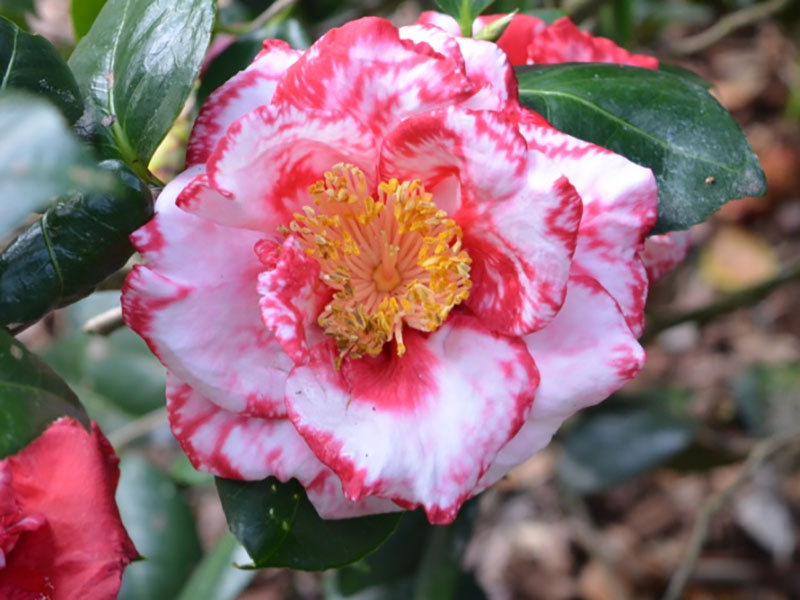 Camellia-japonica-Terry-Gilley-bt-flw