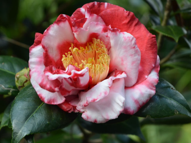 Camellia japonica 'Terry Gilley', flower. Bok Tower Gardens. Lake Wales, Florida, United States of America.