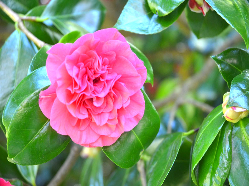 Camellia japonica ‘Tomorrow’, flower. Trebah Garden Trust,  Mawnan Smith, Falmouth, Cornwall, United Kingdom.