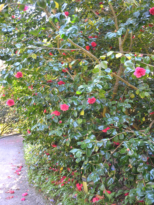 Camellia japonica ‘Tomorrow’, form. Trebah Garden Trust,  Mawnan Smith, Falmouth, Cornwall, United Kingdom.
