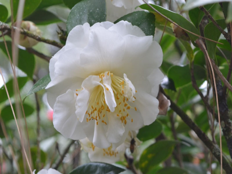 Camellia japonica 'Victory White', flower. Bok Tower Gardens. Lake Wales, Florida, United States of America.