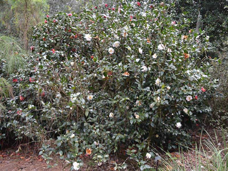 Camellia japonica 'Victory White', form. Bok Tower Gardens. Lake Wales, Florida, United States of America.