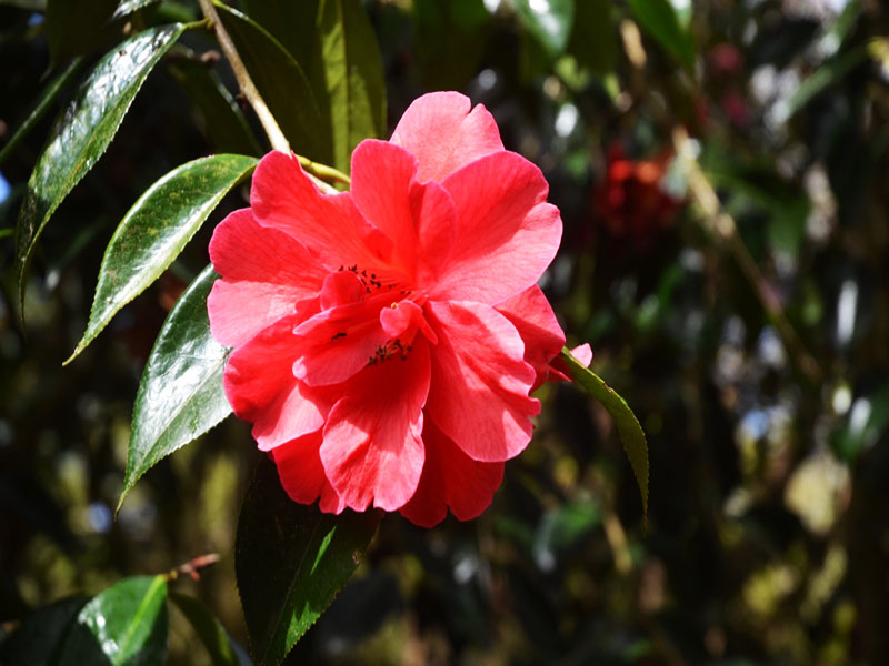 Camellia japonica x reticulata ‘Royalty’, flower. Caerhays Castle, Goran, Cornwall, United Kingdom.