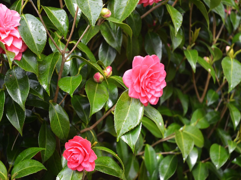 Camellia oleifera ‘Pink Icicle’, flower. Caerhays Castle, Goran, Cornwall, United Kingdom.
