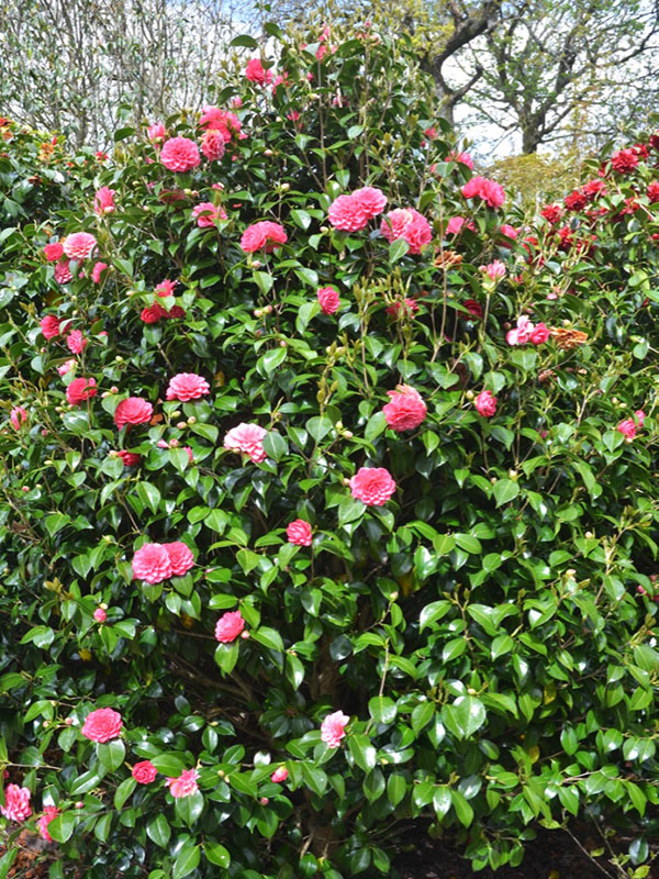 Camellia oleifera ‘Pink Icicle’, form. Caerhays Castle, Goran, Cornwall, United Kingdom.