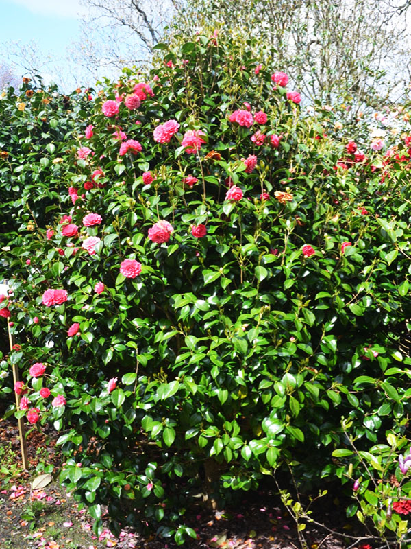 Camellia oleifera ‘Pink Icicle’, form. Caerhays Castle, Goran, Cornwall, United Kingdom.