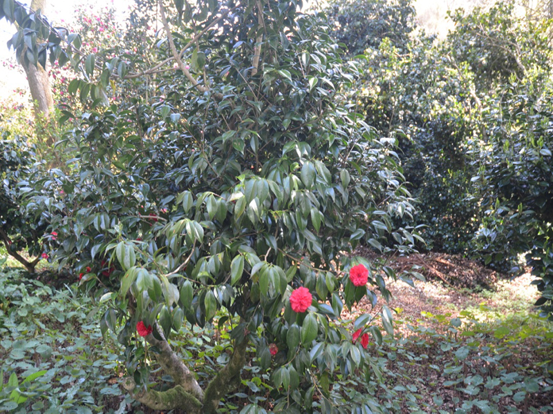 Camellia-pitardii-x-reticulata-Carl-Tourje-tren-frm1
