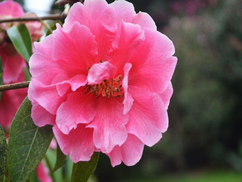 Camellia reticulata ‘Captain Rawes’, flower. Trebah Garden Trust, Mawnan Smith, Falmouth, Cornwall, United Kingdom.