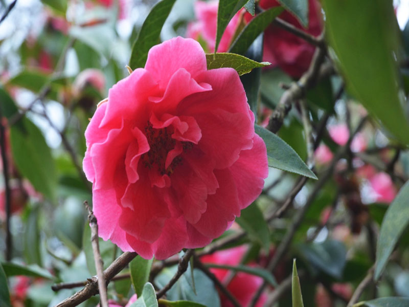 Camellia reticulata ‘Captain Rawes’, flower2. Trebah Garden Trust, Mawnan Smith, Falmouth, Cornwall, United Kingdom.
