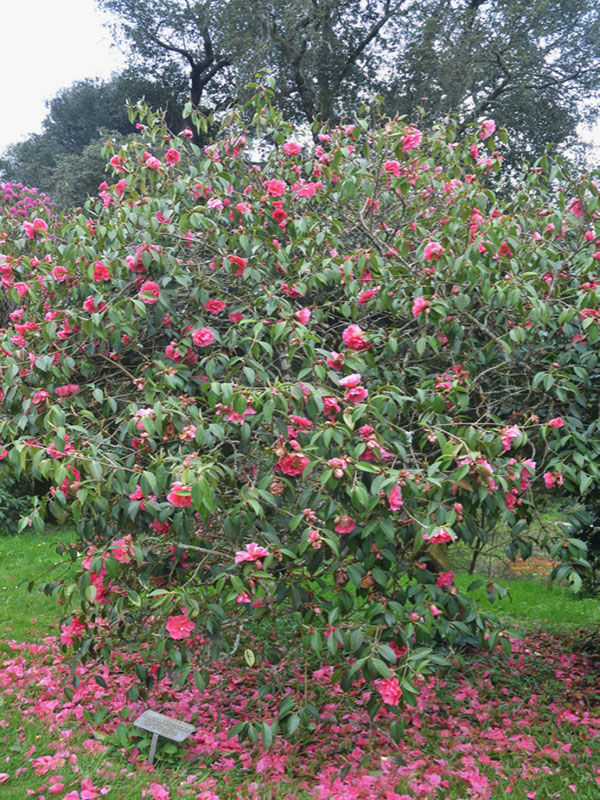 Camellia reticulata ‘Captain Rawes’, form. Trebah Garden Trust, Mawnan Smith, Falmouth, Cornwall, United Kingdom.