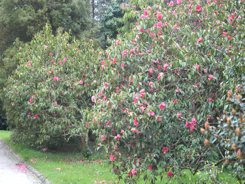 Camellia reticulata ‘Captain Rawes’, form2. Trebah Garden Trust, Mawnan Smith, Falmouth, Cornwall, United Kingdom.