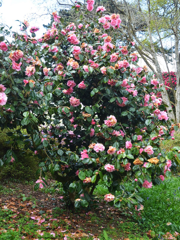 Camellia reticulata ‘Dream Castle’, form. Caerhays Castle, Goran, Cornwall, United Kingdom.