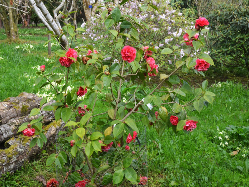 Camellia reticulata ‘Miss Tulare’, form. Caerhays Castle, Goran, Cornwall, United Kingdom.