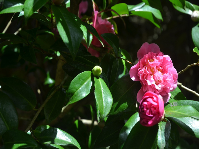 Camellia japonica 'Debutante', flower bud, Trengwainton Garden, Madron, near Penzance, Cornwall, United Kingdom. 