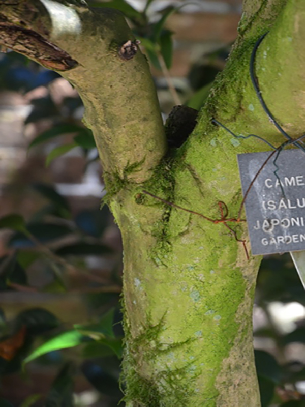 Camellia japonica 'Debutante', bark, Trengwainton Garden, Madron, near Penzance, Cornwall, United Kingdom. 