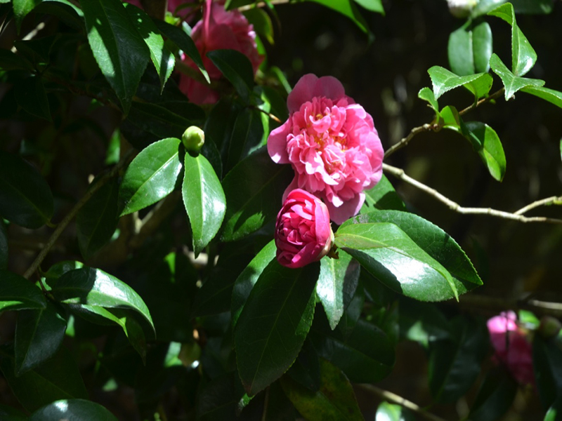 Camellia japonica 'Debutante', flower, Trengwainton Garden, Madron, near Penzance, Cornwall, United Kingdom. 