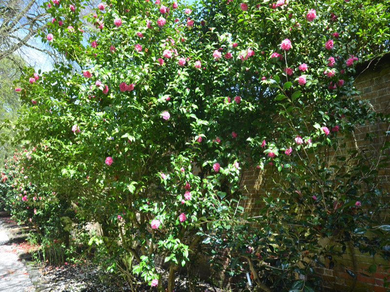 Camellia japonica 'Debutante', form, Trengwainton Garden, Madron, near Penzance, Cornwall, United Kingdom. 