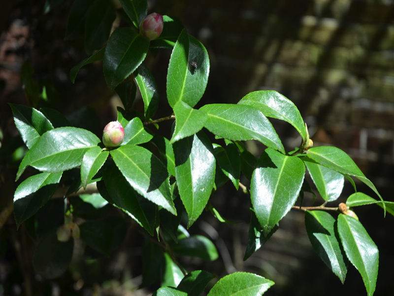Camellia japonica 'Debutante', leaf, Trengwainton Garden, Madron, near Penzance, Cornwall, United Kingdom. 