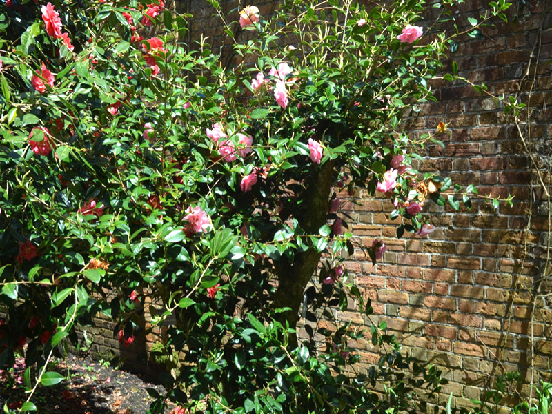 Camellia × williamsii 'Grand Jury', form. Trengwainton Garden, Madron, near Penzance, Cornwall, United Kingdom.
