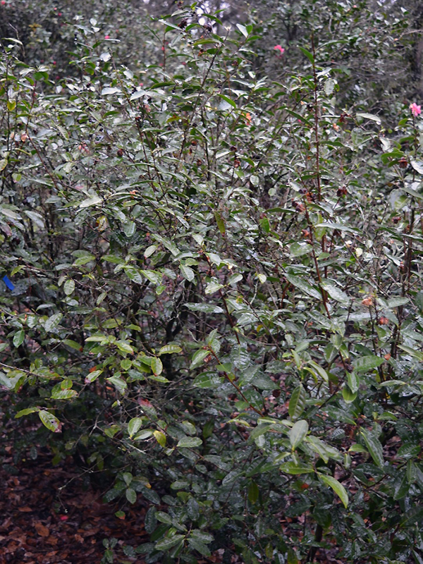 Camellia sinensis var. sinensis, form. Harry P. Leu Gardens, Orlando, Florida, United States of America.