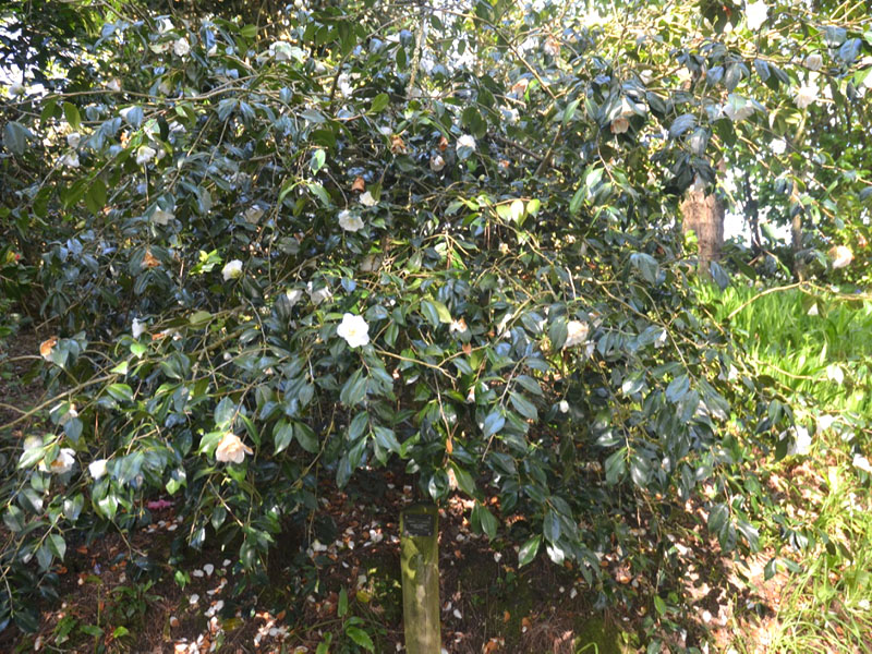 Camellia x williamsii 'China Clay', form, Trebah Garden Trust, Mawnan Smith, Falmouth, United Kingdom.