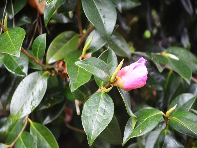 Camellia x williamsii ‘Brigadoon’, leaves. Caerhays Castle, Goran, Cornwall, United Kingdom.