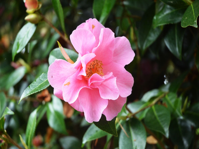 Camellia x williamsii ‘Brigadoon’, flower. Caerhays Castle, Goran, Cornwall, United Kingdom.