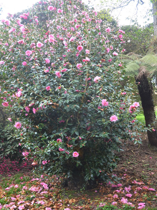 Camellia-williamsii-Brigadoon-cc-frm