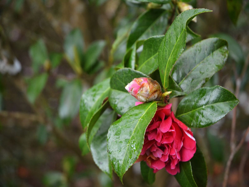 Camellia x williamsii ‘Anticipation’, flower bud. Caerhays Castle, Goran, Cornwall, United Kingdom.