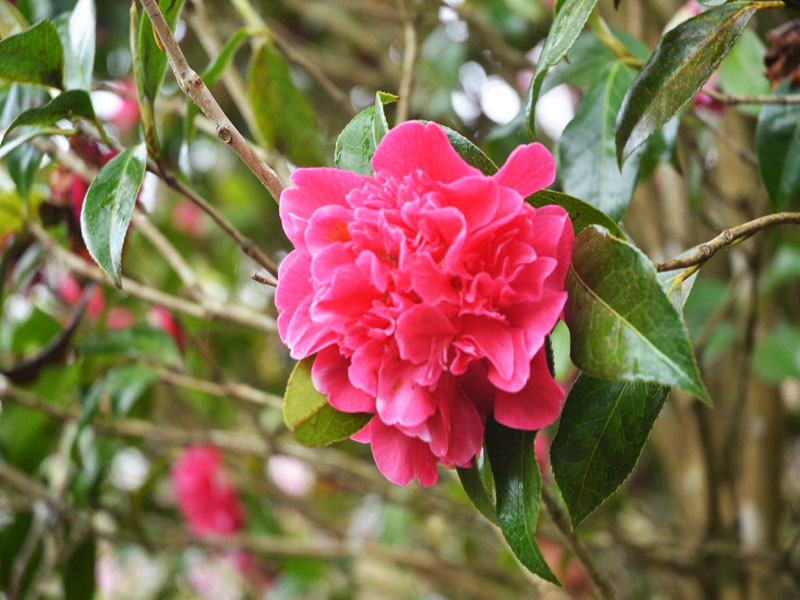 Camellia x williamsii ‘Anticipation’, flower. Caerhays Castle, Goran, Cornwall, United Kingdom.