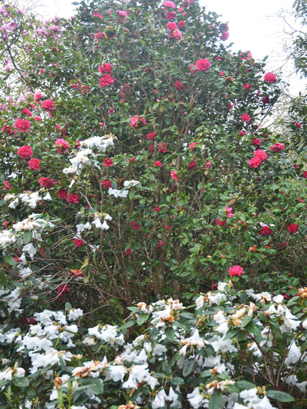 Camellia x williamsii ‘Anticipation’, form. Caerhays Castle, Goran, Cornwall, United Kingdom.