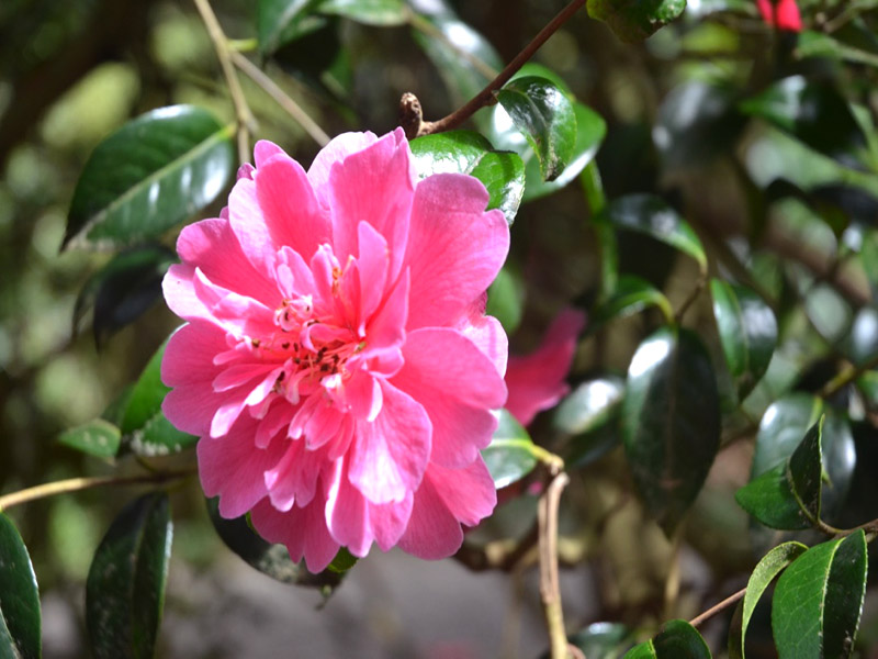 Camellia x williamsii ‘Anticipation’, flower. Trengwainton Garden, Madron, near Penzance, Cornwall, United Kingdom.