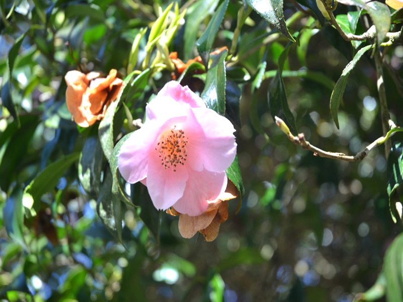 Camellia x williamsii ‘Beatrice Michael’, flower. Trengwainton Garden, Madron, near Penzance, Cornwall, United Kingdom.