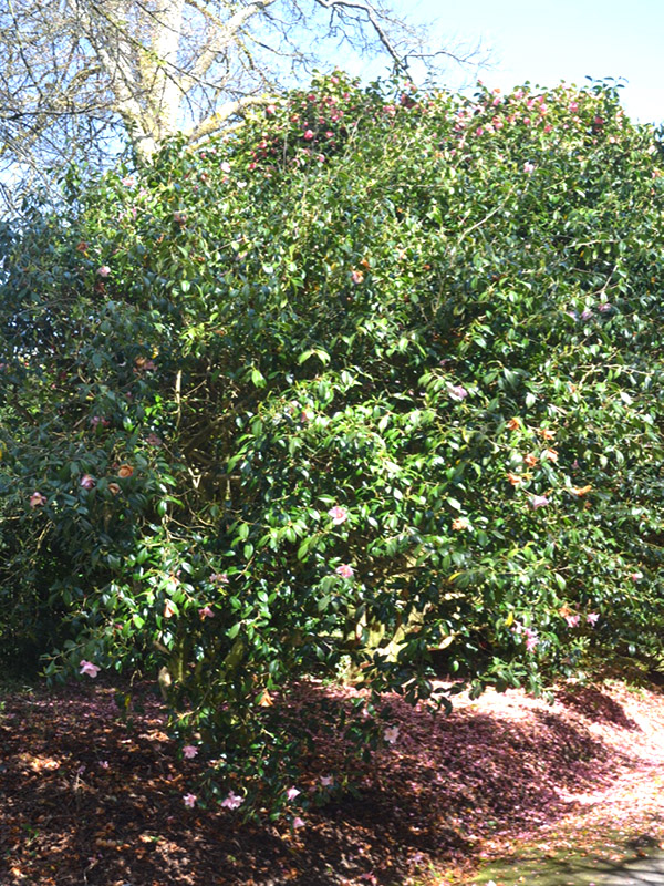 Camellia x williamsii ‘Beatrice Michael’, form. Trengwainton Garden, Madron, near Penzance, Cornwall, United Kingdom.
