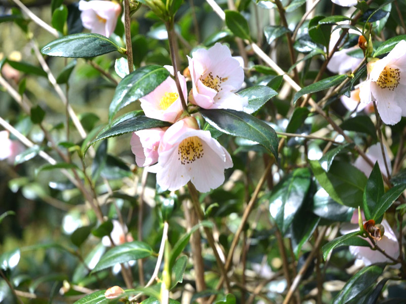 Camellia x williamsii ‘Burncose Apple Blossom’, flower. Trengwainton Garden, Madron, near Penzance, Cornwall, United Kingdom.