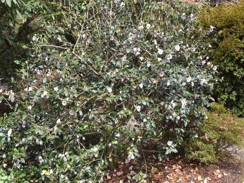 Camellia x williamsii ‘Burncose Apple Blossom’, form. Trengwainton Garden, Madron, near Penzance, Cornwall, United Kingdom.