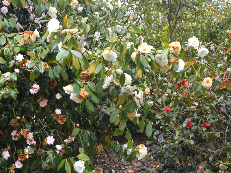 Camellia-x-williamsii-Carnation-lan-frm