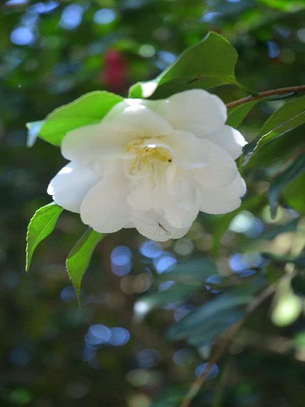 Camellia x williamsii 'China Clay', flower, Trebah Garden Trust, Mawnan Smith, Falmouth, United Kingdom.