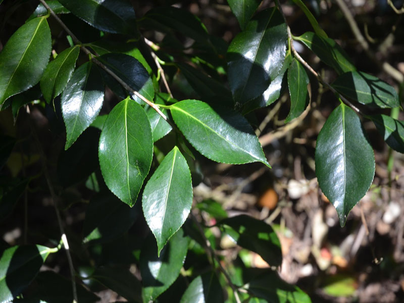 Camellia x williamsii 'China Clay', leaf, Trebah Garden Trust, Mawnan Smith, Falmouth, United Kingdom.