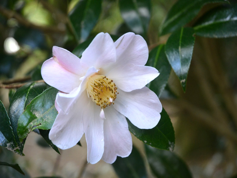 Camellia x williamsii ‘Citation’, flower. Trengwainton Garden, Madron, near Penzance, Cornwall, United Kingdom.