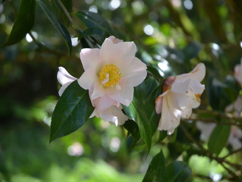 Camellia x williamsii 'Citation', flower, Trengwainton Garden, Madron, near Penzance, Cornwall, United Kingdom. 