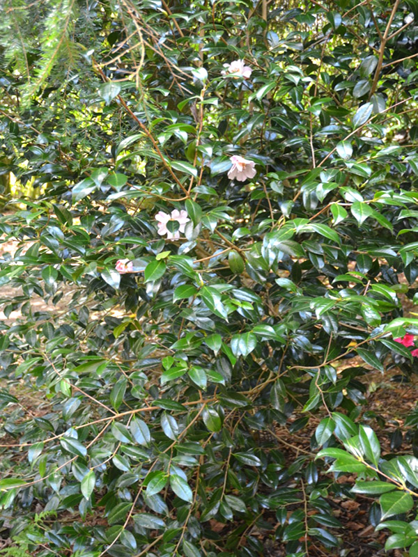 Camellia x williamsii ‘Citation’, form. Trengwainton Garden, Madron, near Penzance, Cornwall, United Kingdom.