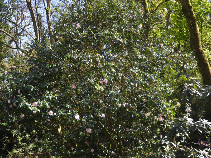 Camellia x williamsii 'Citation', form, Trengwainton Garden, Madron, near Penzance, Cornwall, United Kingdom. 
