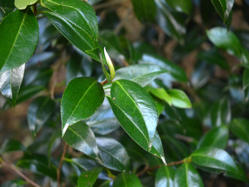 Camellia x williamsii ‘Citation’, leaf. Trengwainton Garden, Madron, near Penzance, Cornwall, United Kingdom.
