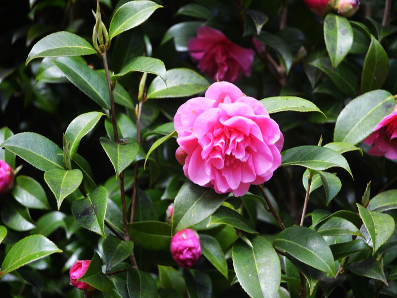 Camellia x williamsii ’Debbie’, flower. Caerhays Castle, Goran, Cornwall, United Kingdom.
