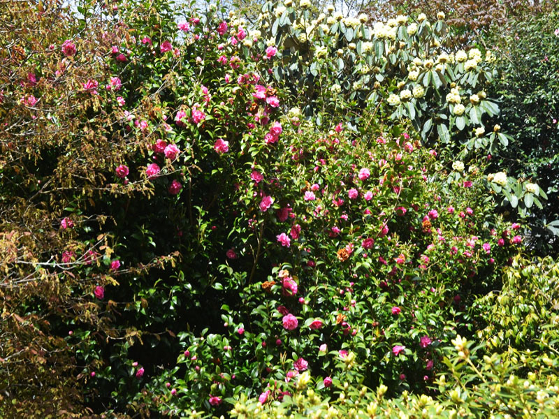 Camellia x williamsii ’Debbie’, form. Caerhays Castle, Goran, Cornwall, United Kingdom.