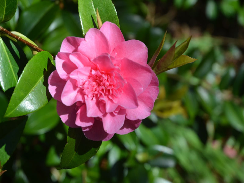 Camellia × williamsii 'Debbie's Carnation', flower, Trebah Garden Trust, Mawnan Smith, Falmouth, Cornwall, United Kingdom.