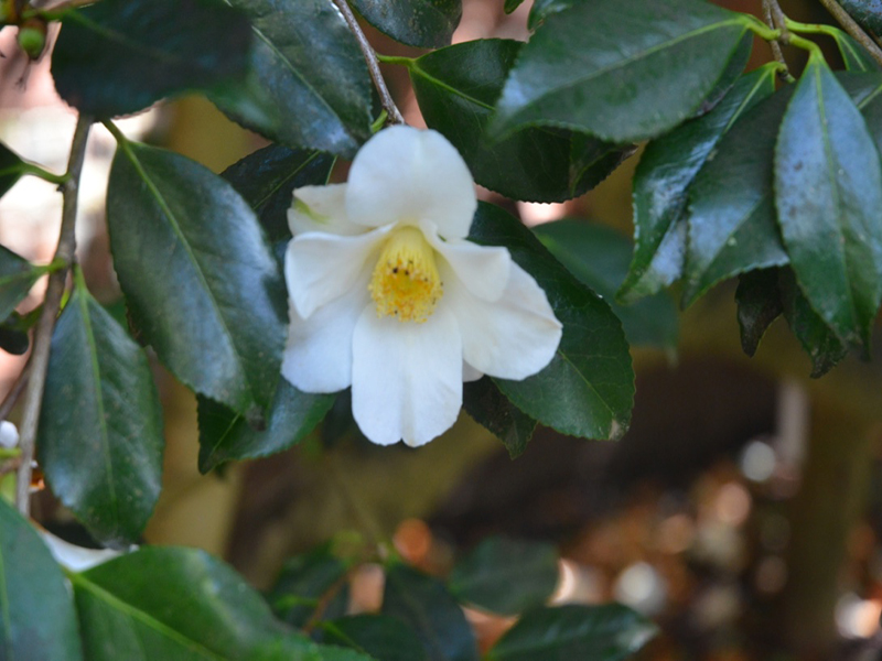 Camellia × williamsii 'Francis Hanger', flower, Trengwainton Garden, Madron, near Penzance, Cornwall, United Kingdom. 