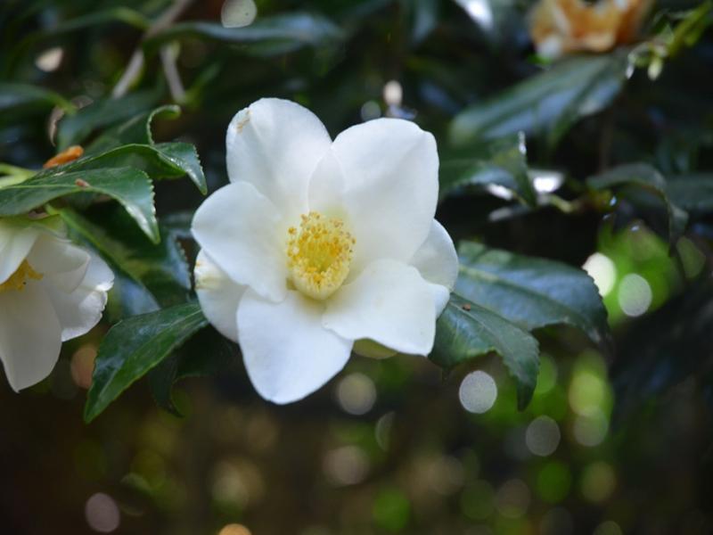 Camellia × williamsii 'Francis Hanger', flower, Trengwainton Garden, Madron, near Penzance, Cornwall, United Kingdom. 